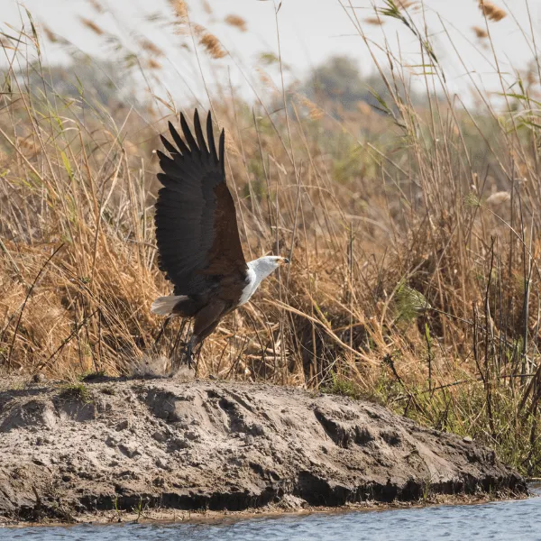 Moments at Caprivi Mutoya Lodge 14