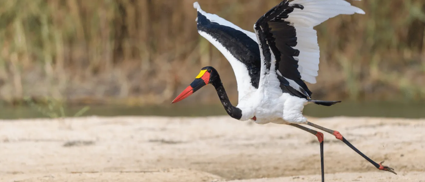 Birdlife along the Zambezi River